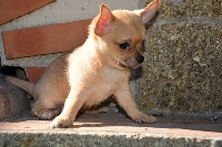 CHIOT