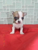 Chiot miniature