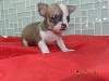 Chiot miniature