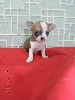 Chiot miniature