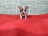 Chiot miniature