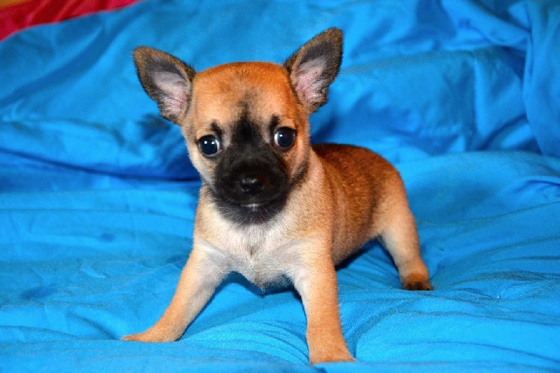 De L'etoile De Massilia - Chihuahua - Portée née le 08/09/2014