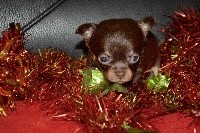 CHIOT