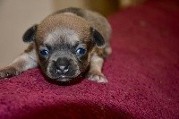 CHIOT