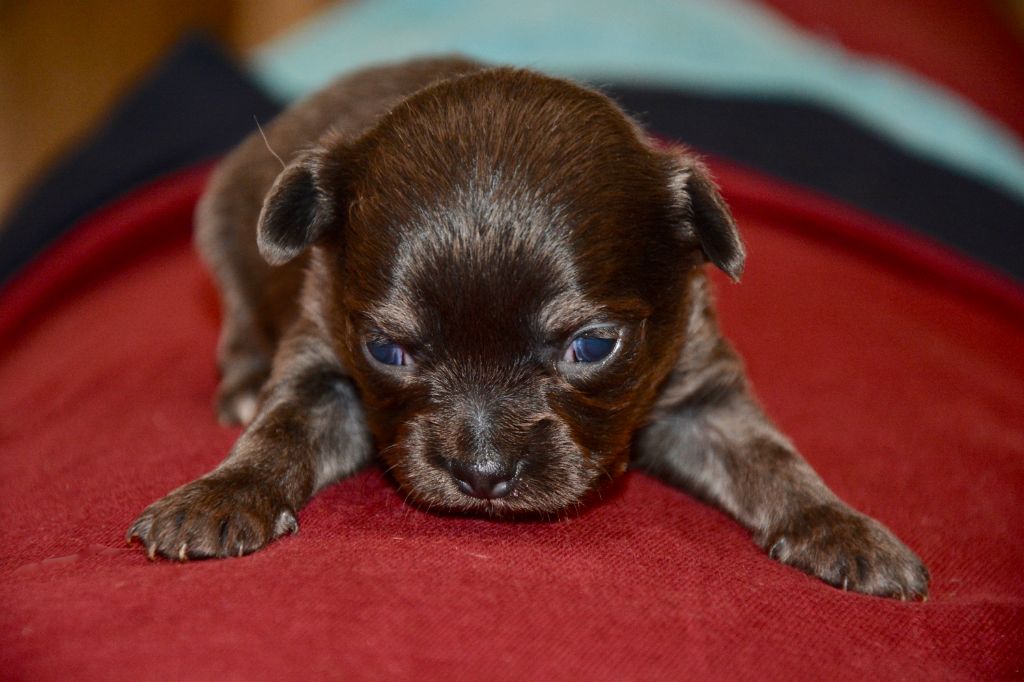 Chiot Chihuahua De L'etoile De Massilia